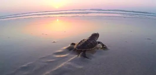 xc sports(中国区)-官方网站