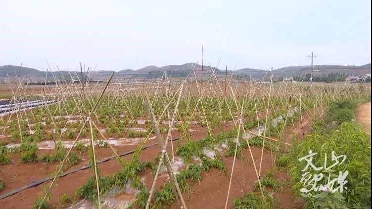 xc sports(中国区)-官方网站